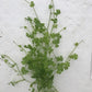 Hydrocotyle tripartita" mini japan'