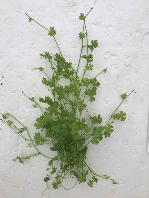 Hydrocotyle tripartita" mini japan'