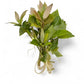 Hygrophila corymbosa "Compact"