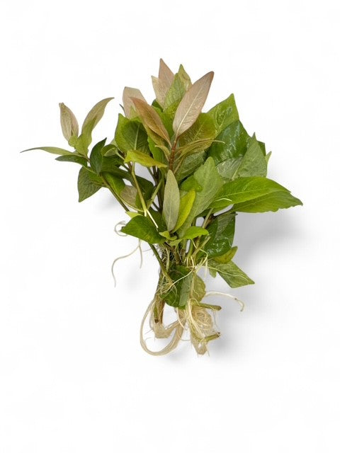 Hygrophila corymbosa "Compact"