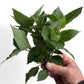 Hygrophila corymbosa "Compact"