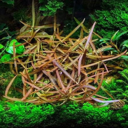 Hygrophila Araguaia