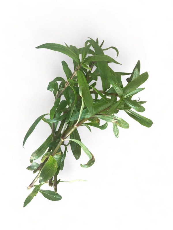 Hygrophila ‘tiger’