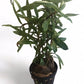 Hygrophila ‘tiger’