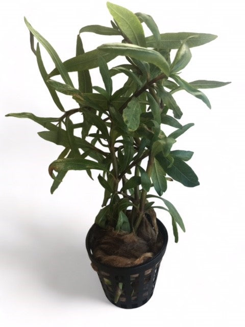 Hygrophila ‘tiger’