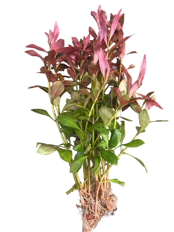 Ludwigia repens