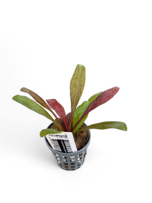 Lysimachia parvifolia