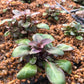 Lobelia cardinalis