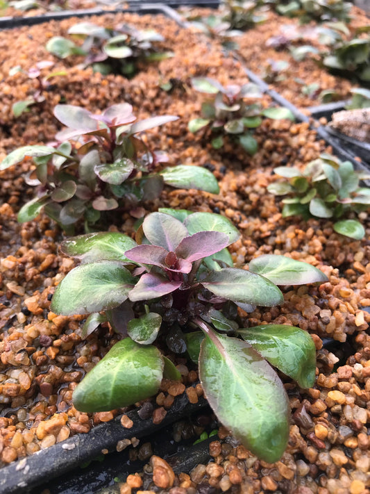 Lobelia cardinalis