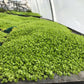 Micranthemum tweediei "Monte Carlo"