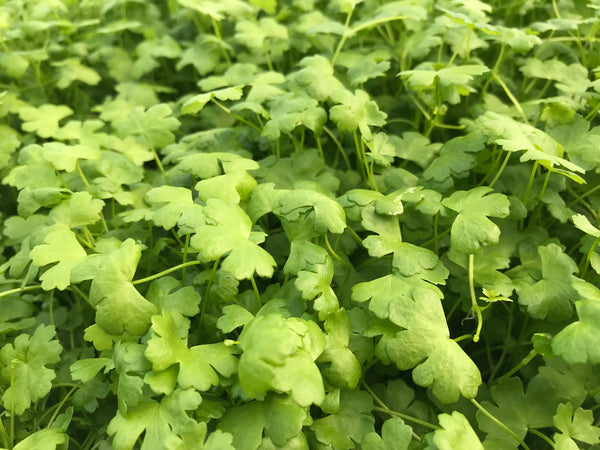 Hydrocotyle tripartita mini japan'