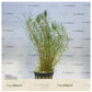 Myriophyllum papillosum (Milfoil) red