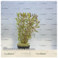 Aromatica limnophilia
