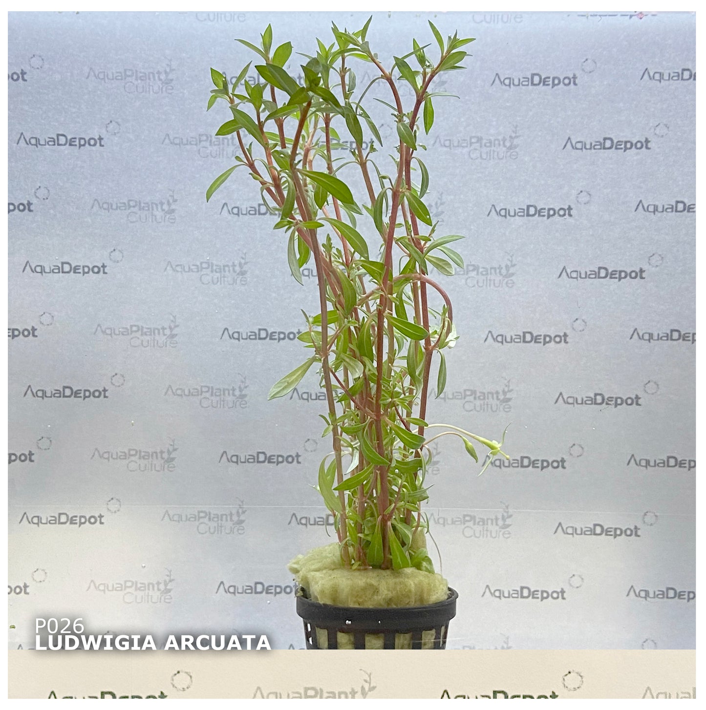 Ludwigia arcuata