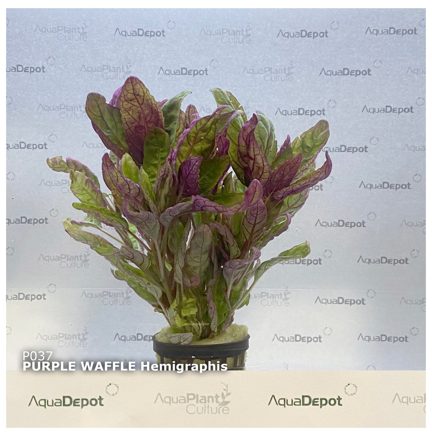 Hemigraphis exotica
