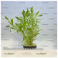 Heteranthera zosterfolia (Waterhedge)