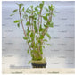 Ludwigia repens