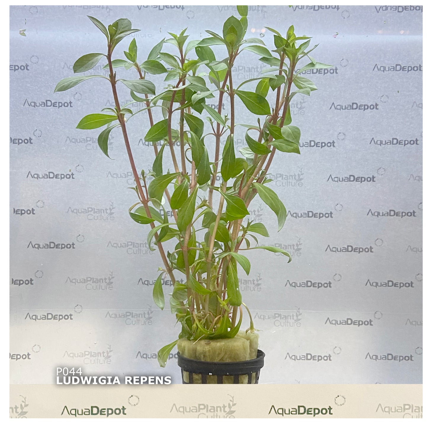 Ludwigia repens