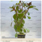 Ludwigia repens ‘Rubin’