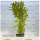 Ludwigia inclinata