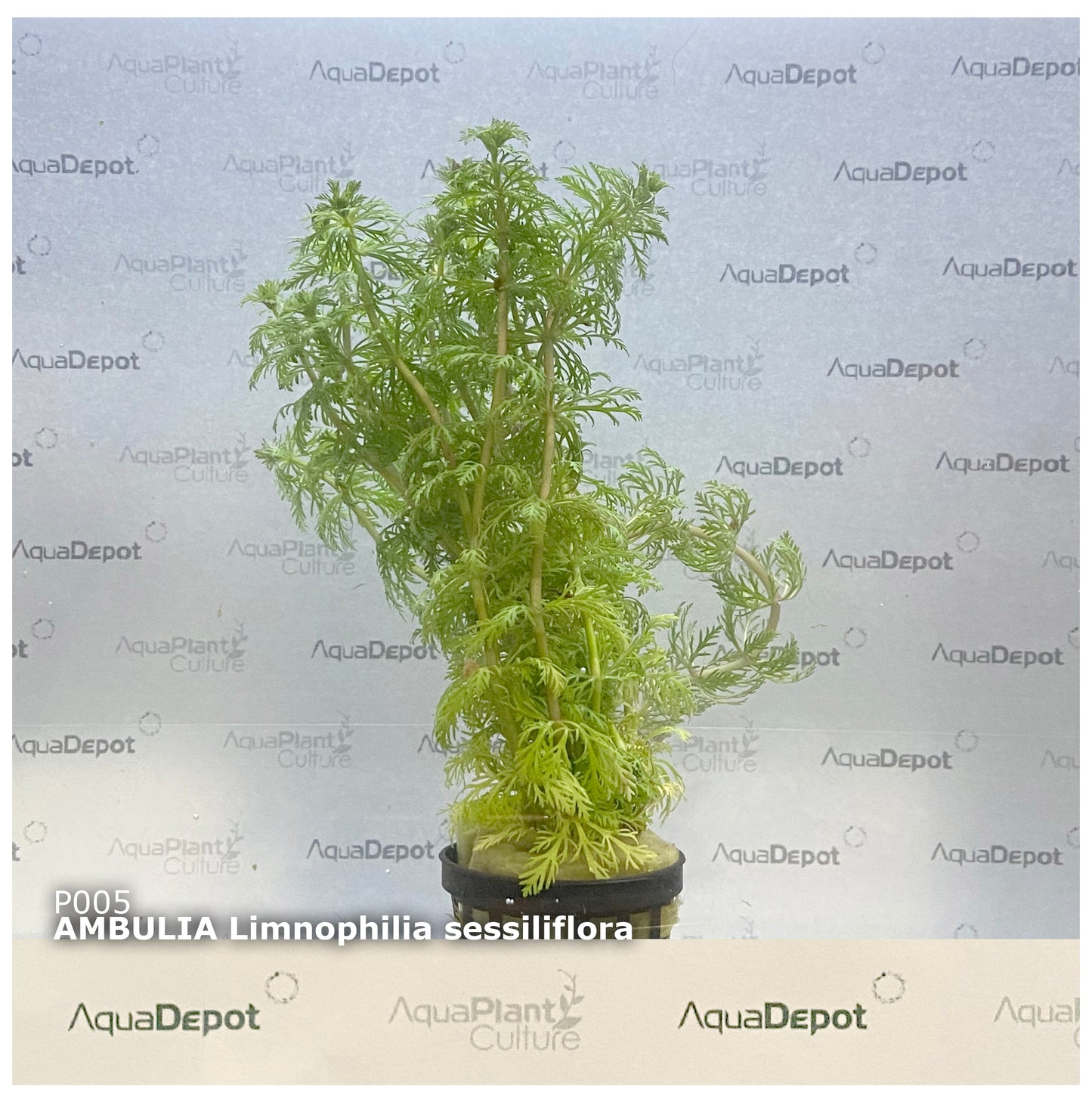 Ambulia limnophilia sessiliflora