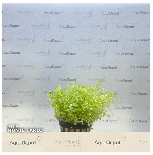 Micranthemum tweediei "Monte Carlo"