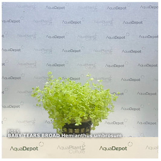 Hemianthus umbrosum "Baby Tears Broad"