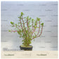 Rotala indica bonsai
