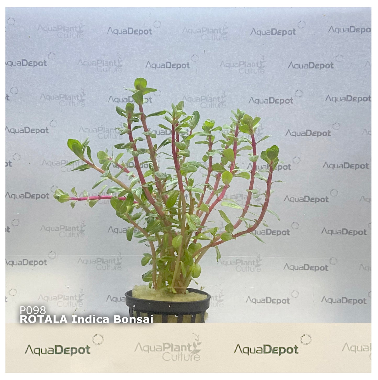 Rotala indica bonsai