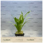Sagittaria subulata