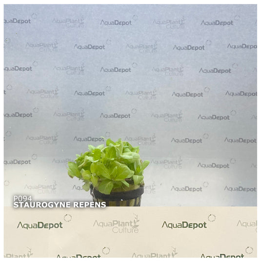 Staurogyne repens