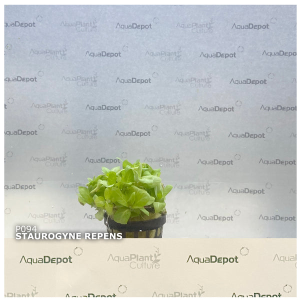 Staurogyne repens