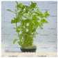 Bacopa sp japan medium serpyllifolia