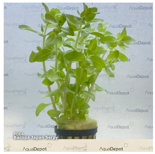 Bacopa sp japan medium serpyllifolia