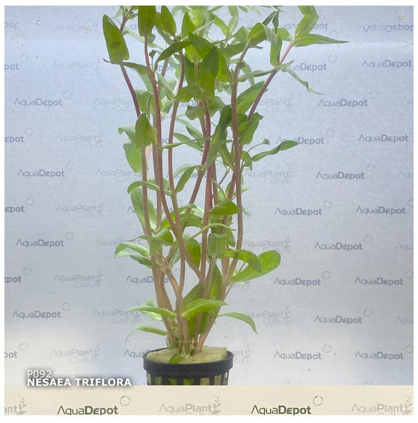 Nesea triflora