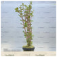 Rotala Colorata