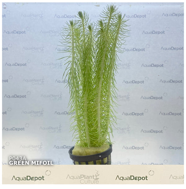 Myriophyllum crispatum  Green Milfoil