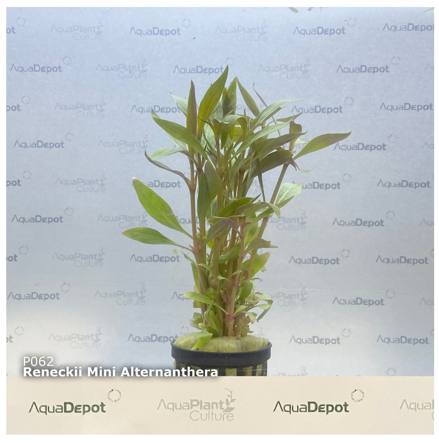 Alternanthera reineckii "mini"