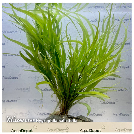 Hygrophila salicifolia (Willow leaf)