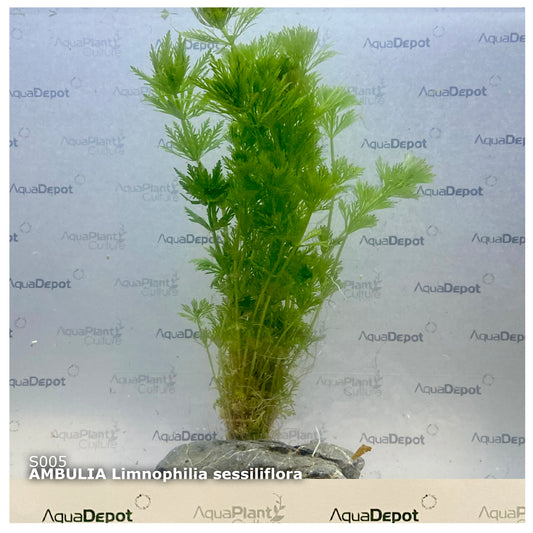 Ambulia limnophilia sessiliflora