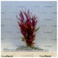 Alternanthera reineckii "mini"