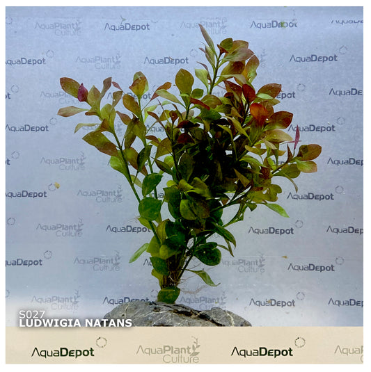 Ludwigia natans