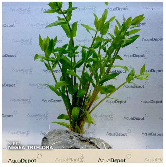 Nesea triflora