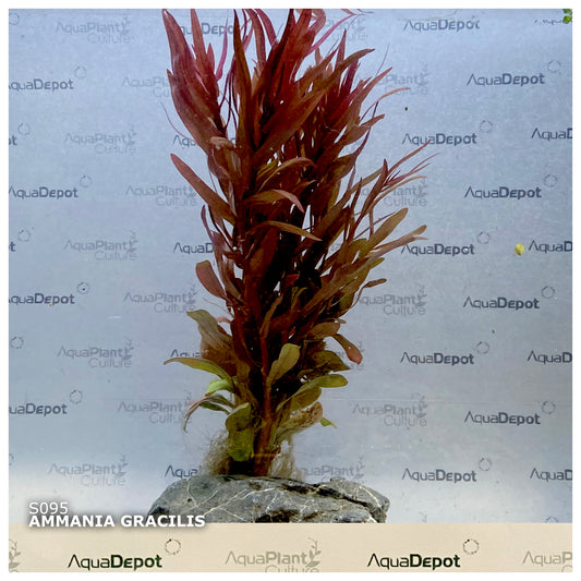 Ammania gracilis ‘Rose Leaf’