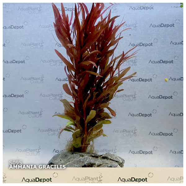Ammania gracilis ‘Rose Leaf’