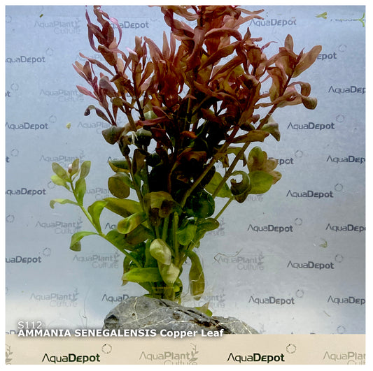 Ammania senegalensis Copper Leaf