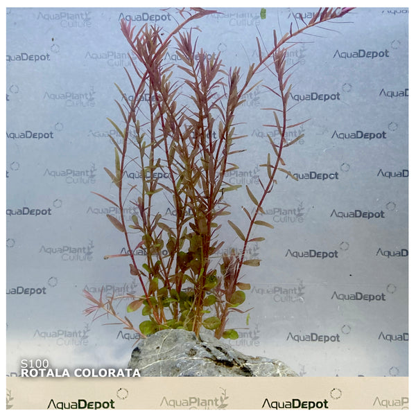 Rotala Colorata
