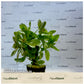 Ammania gracilis ‘Rose Leaf’