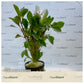 Ludwigia natans