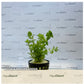 Rotala species green